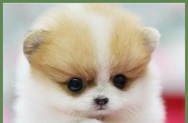 迷你贵宾犬（细数迷你贵宾犬的可爱与聪明）