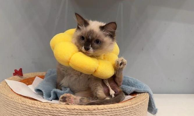 迷你贵宾犬全攻略｜可爱聪明的伴侣犬饲养指南