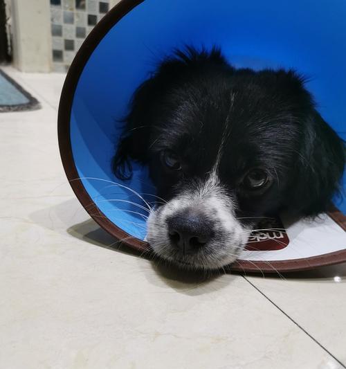 狗鼻子凉凉的原因及其重要性（探究狗鼻子凉凉的神奇之处）