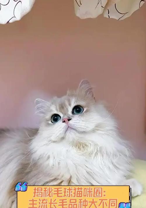 探究猫毛球的成因与处理方法（猫毛球）