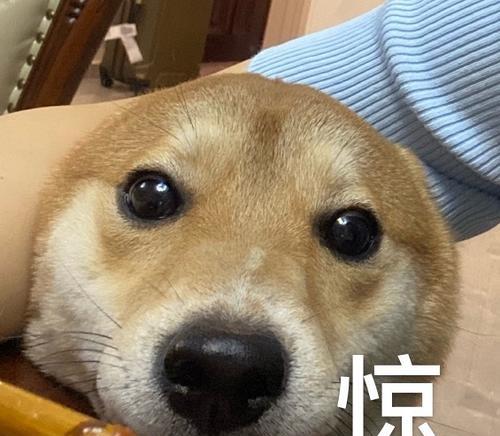 狗鼻子凉凉的原因及健康意义｜实用指南