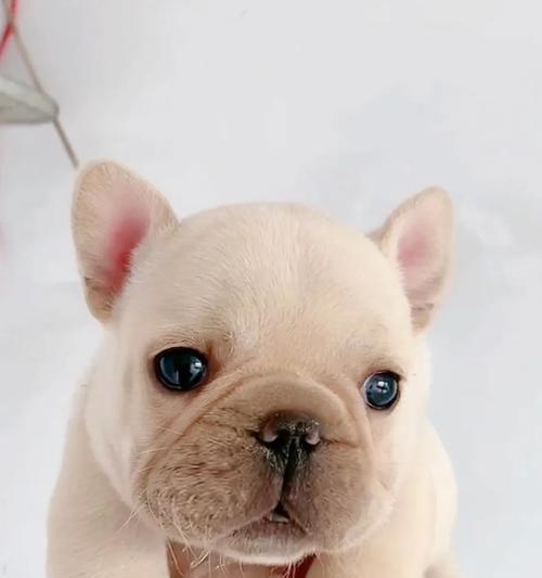 以法牛犬孕期禁食清单（以法牛犬怀孕期间需要避免的食物及）