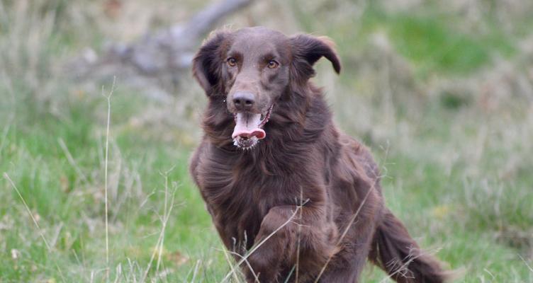 小狗尿血（了解小狗尿血的常见病因及应对之道）