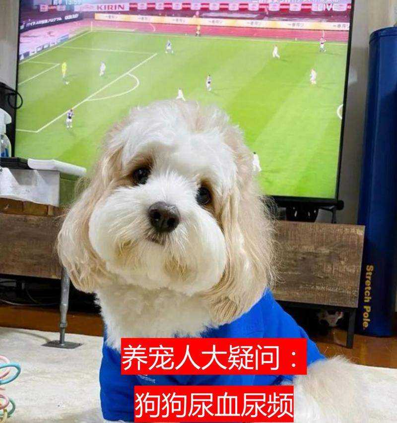 小狗尿血（了解小狗尿血的常见病因及应对之道）