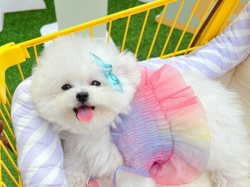 成年比熊的掉毛周期和原因（了解比熊掉毛的时间和原因，做好毛发护理）