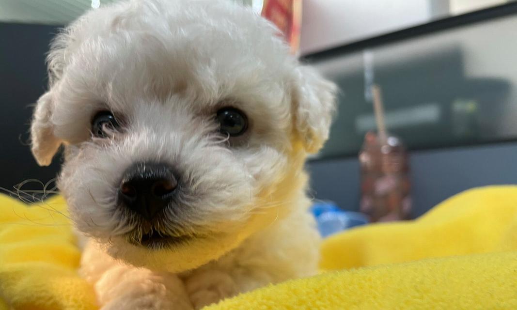 成年比熊掉毛周期与原因｜全面了解与护理指南