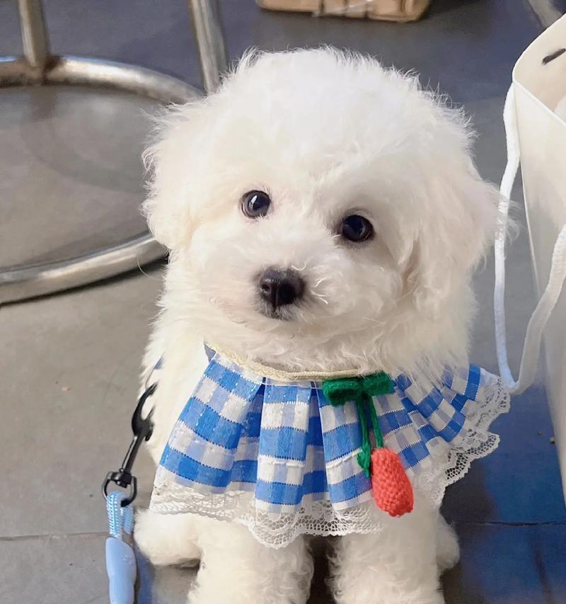 成年比熊的掉毛周期和原因（了解比熊掉毛的时间和原因，做好毛发护理）