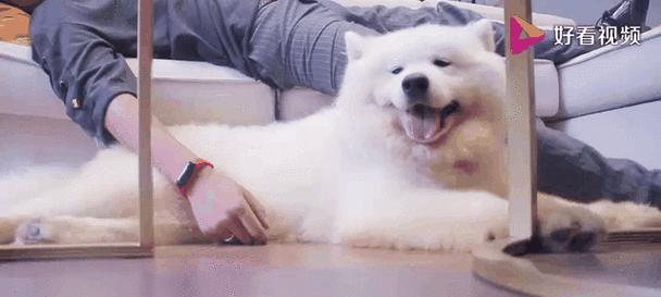 萨摩耶狗粮选择指南｜科学增肌全攻略