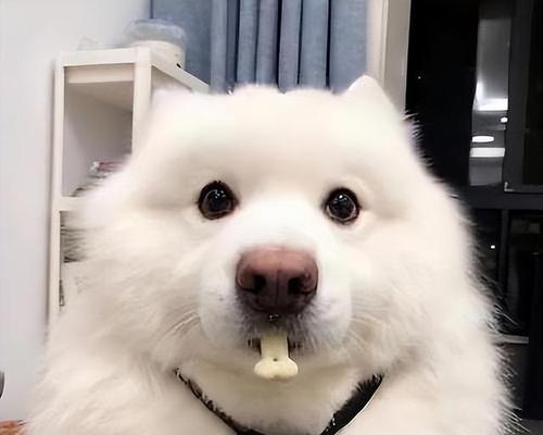 萨摩耶狗粮选择与肌肉增长（以肌肉增长为目标，如何选择合适的狗粮？）