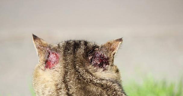 小猫耳螨成因及防治全攻略｜宠物健康必备知识