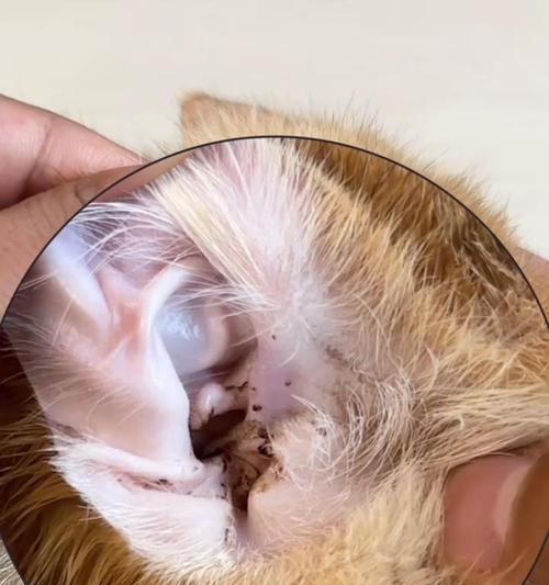 小猫为什么会有耳螨？（探寻小猫耳螨的成因及防治方法）