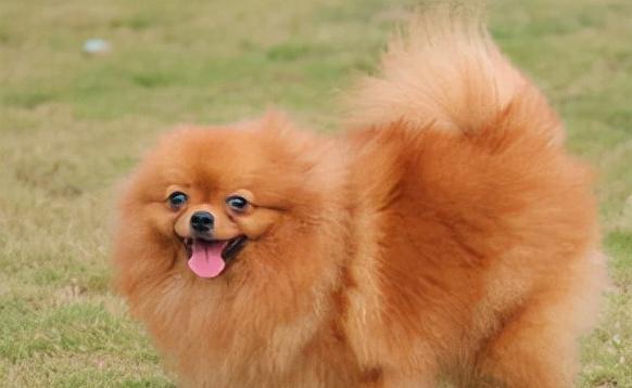 博美屁股之美全攻略｜揭秘其独特魅力与养护要点