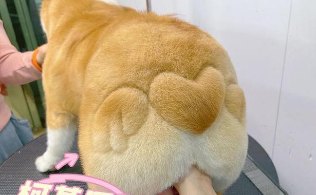 柯基毛为什么会变黄？（探究柯基毛变黄的原因及预防方法）