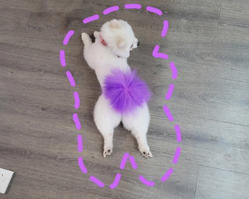 博美的独特屁股之美（探寻博美屁股的魅力和特点）