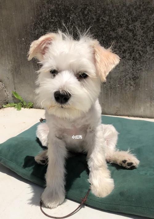 雪纳瑞狗狗狂犬疫苗接种时间全攻略｜科学安排守护健康