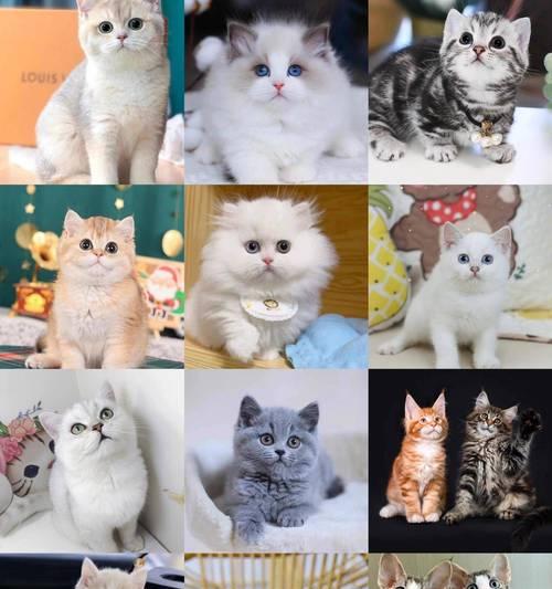 探寻养宠物的乐趣（从这些网站获得专业建议与分享）