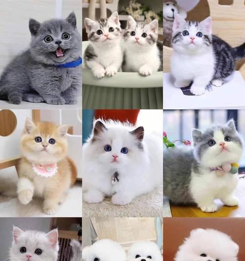 探寻养宠物的乐趣｜专业网站指南全攻略