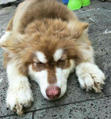 阿拉斯加为何长期有咳嗽问题（探寻阿拉斯加咳嗽问题的原因与解决方案）