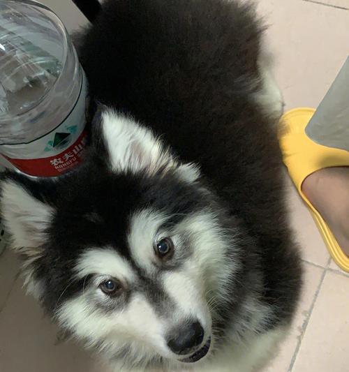 阿拉斯加长期咳嗽问题全攻略｜气候与健康应对指南