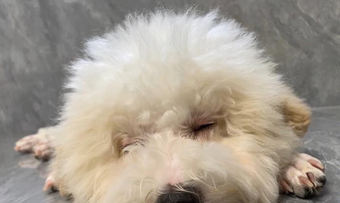 比熊犬泪痕问题的原因及解决方法（揭秘泪痕问题）