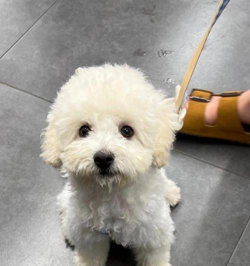 比熊犬泪痕问题的原因及解决方法（揭秘泪痕问题）