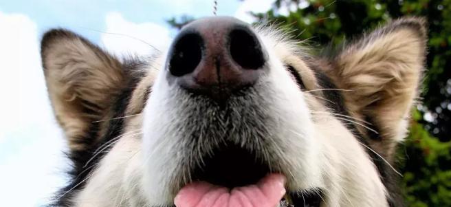 阿拉斯加为何长期有咳嗽问题（探寻阿拉斯加咳嗽问题的原因与解决方案）