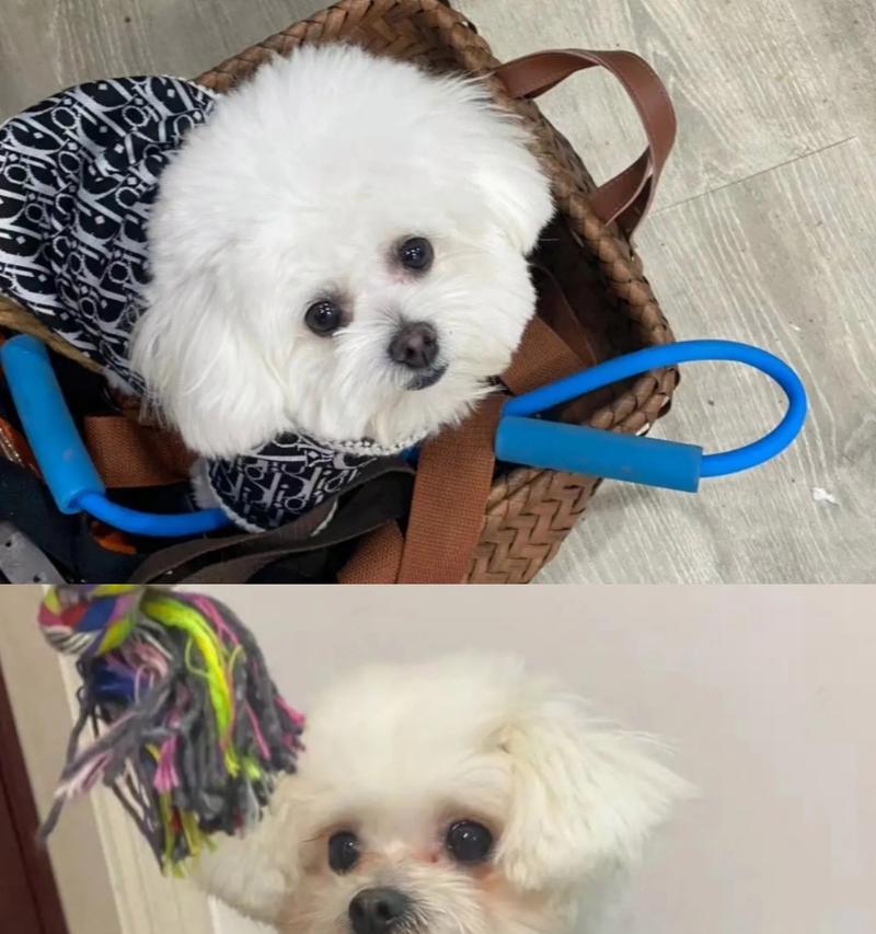 比熊犬泪痕问题全攻略｜原因分析与解决方法