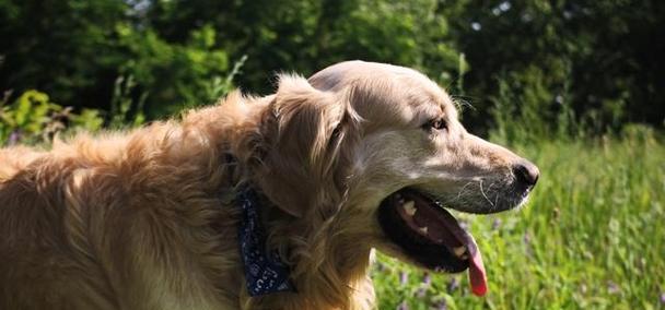 大金毛（探索大金毛家族的独特之处）