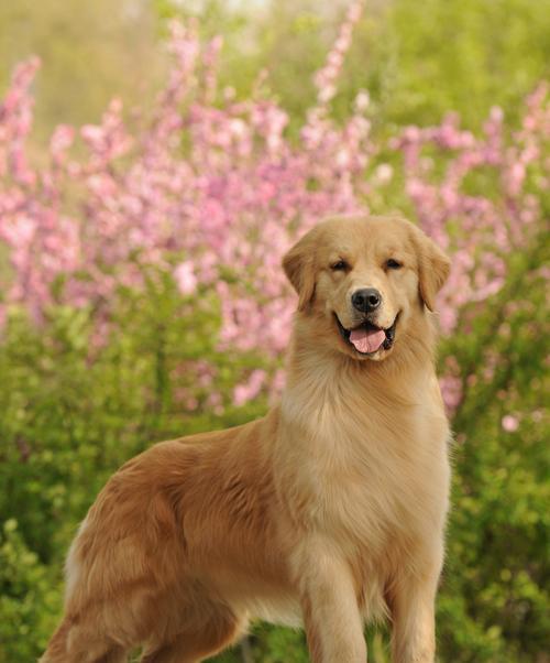 大金毛（探索大金毛家族的独特之处）