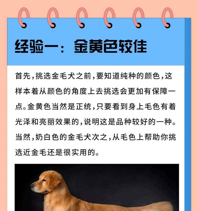 大金毛家族全攻略｜探索不同品种的独特魅力