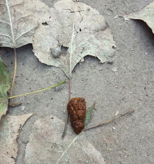 选择合适狗粮，让狗狗的便便清香无比（降低狗狗排泄物的臭味，提升室内空气质量）