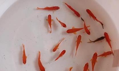 以鱼跟植物能一起养吗｜共生养殖实用指南