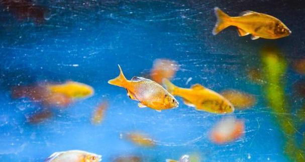 以鱼跟植物能一起养吗？（探索鱼类和植物之间的共生关系）