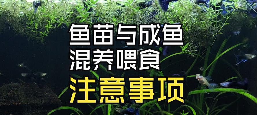 以鱼跟植物能一起养吗？（探索鱼类和植物之间的共生关系）