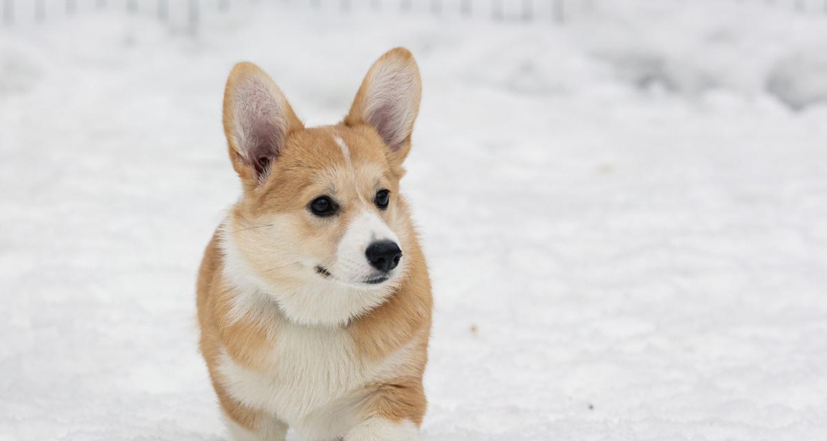 柯基狗（探索柯基狗的起源、特征和适应环境）