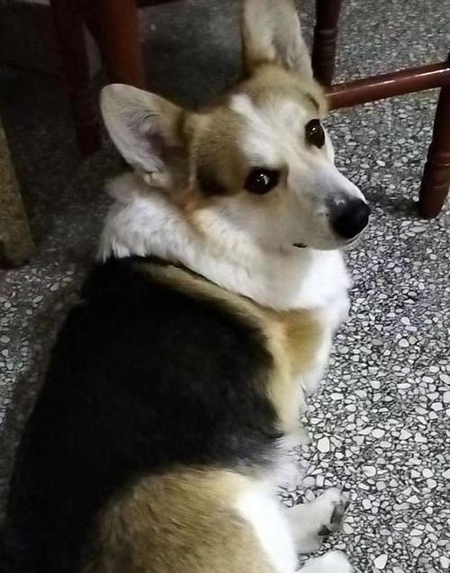 柯基狗（探索柯基狗的起源、特征和适应环境）