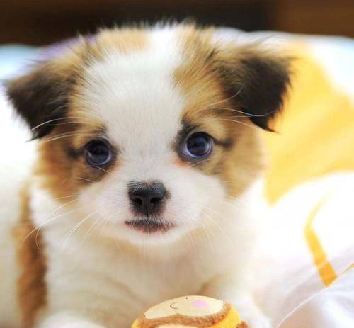 小狗毛发颜色与食物的关系｜营养搭配全攻略