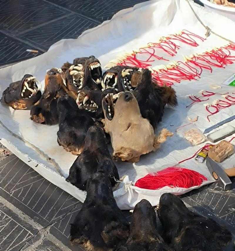 黑色狗辟邪的神奇力量｜传统信仰与现代应用全攻略