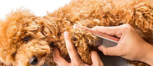 幼犬毛发保健的重要性(给你的幼犬提供绚丽光彩的外貌) 幼犬毛发保健的重要性(给你的幼犬提供绚丽光彩的外貌)