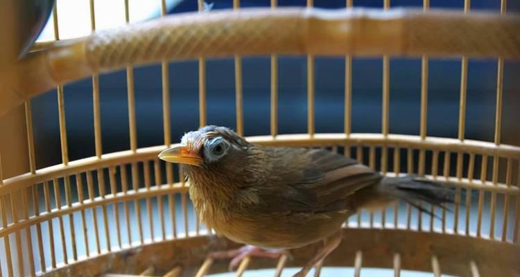 画眉鸟人工繁殖中的毛色变异(探索画眉鸟羽毛色彩的遗传规律与多样性) 画眉鸟人工繁殖中的毛色变异(探索画眉鸟羽毛色彩的遗传规律与多样性)