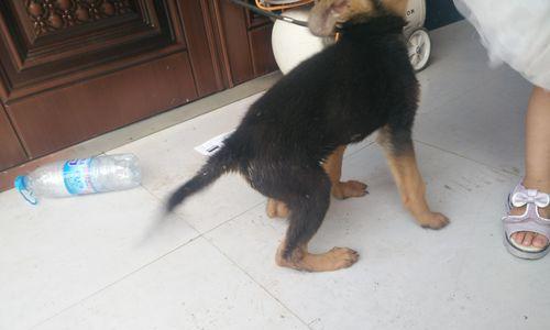 狼狗的饮食禁忌——千万不能给它们吃的食物(了解狼狗的饮食禁忌,保证它们健康成长) 狼狗的饮食禁忌——千万不能给它们吃的食物(了解狼狗的饮食禁忌,保证它们健康成长)