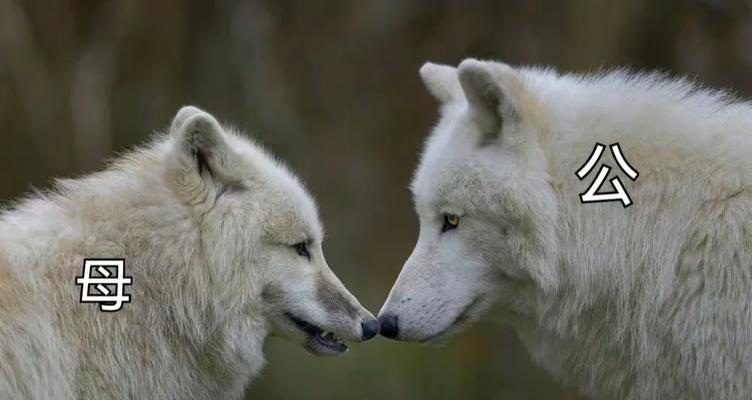 狼狗的饮食禁忌——千万不能给它们吃的食物(了解狼狗的饮食禁忌,保证它们健康成长) 狼狗的饮食禁忌——千万不能给它们吃的食物(了解狼狗的饮食禁忌,保证它们健康成长)