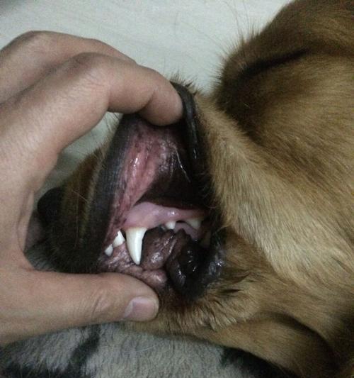 金毛为什么不吃东西老是呕吐?(探究金毛食欲减退和呕吐的原因以及治疗方法) 金毛为什么不吃东西老是呕吐?(探究金毛食欲减退和呕吐的原因以及治疗方法)