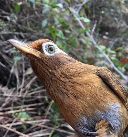 画眉鸟人工繁殖中的毛色变异(探索画眉鸟羽毛色彩的遗传规律与多样性) 画眉鸟人工繁殖中的毛色变异(探索画眉鸟羽毛色彩的遗传规律与多样性)
