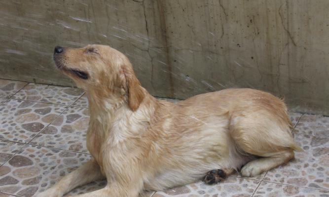 金毛为什么不吃东西老是呕吐?(探究金毛食欲减退和呕吐的原因以及治疗方法) 金毛为什么不吃东西老是呕吐?(探究金毛食欲减退和呕吐的原因以及治疗方法)