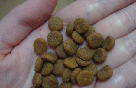 金毛为什么不吃东西老是呕吐?(探究金毛食欲减退和呕吐的原因以及治疗方法) 金毛为什么不吃东西老是呕吐?(探究金毛食欲减退和呕吐的原因以及治疗方法)