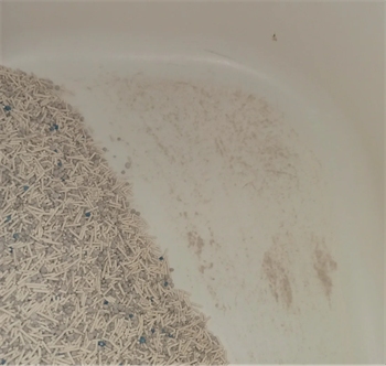 猫砂测评 猫砂测评