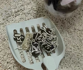 猫砂测评 猫砂测评