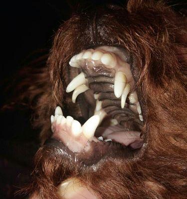 探讨狗狗的牙齿生长周期(狗狗牙齿的发育过程及关键时期) 探讨狗狗的牙齿生长周期(狗狗牙齿的发育过程及关键时期)