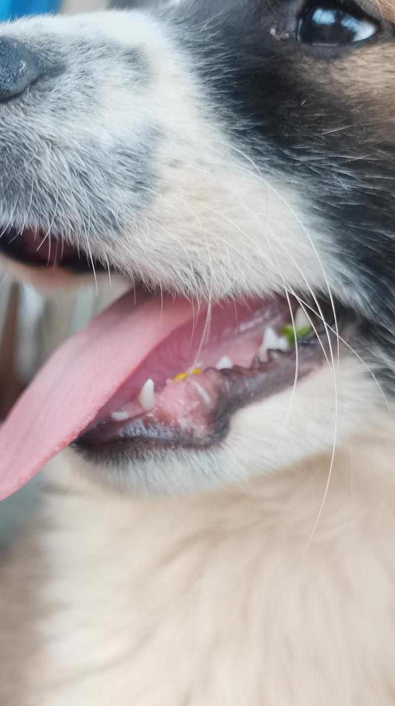 探讨狗狗的牙齿生长周期(狗狗牙齿的发育过程及关键时期) 探讨狗狗的牙齿生长周期(狗狗牙齿的发育过程及关键时期)